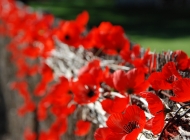 War Veterans Home, Anzac Day, Poppies, wall of Remembrance